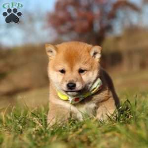 Ollie, Shiba Inu Puppy